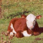 Heifer calf