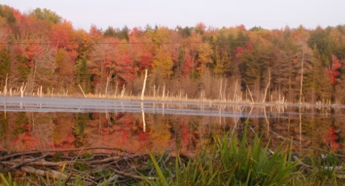 Fall foliage beaver pond
