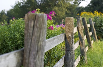 Old fence