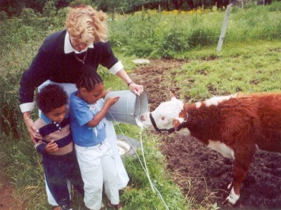 Feeding the heifers