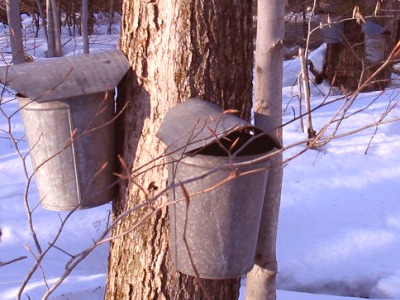 Sap Buckets