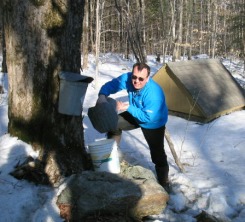Gathering sap at the maple tree