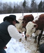 Heifers in winter