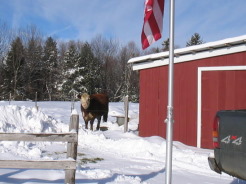 Barn in winter