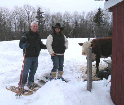 Winter snowshoers visit the cows.